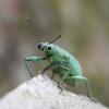 Polydrusus planifrons